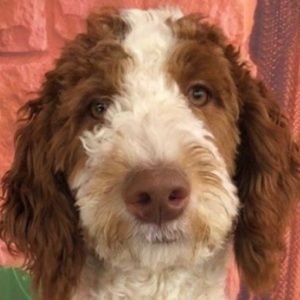 Meet your Posher, Diane